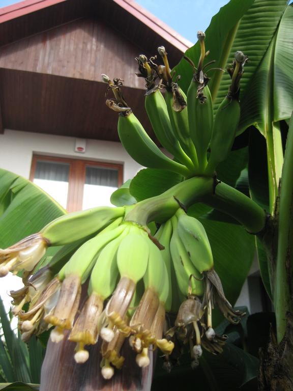 Pokoje Goscinne Pod Palmami Busko-Zdrój Esterno foto